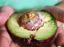 avocados-the-worlds-best-fruit-ever-it-can-balance-hormones-boost-metabolism-fight-disease