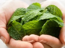 Put Peppermint in Your Home and Say Goodbye to Spiders, Mice and Other Unwanted Parasites