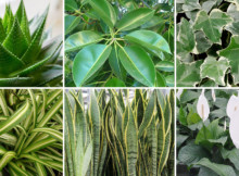 These Six Plants Will Fill Your House With Pure Oxygen, You Need Them