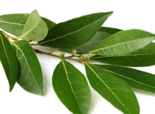 WITH THIS NATURAL MAGICAL LEAF YOU WILL GET RID OF INSOMNIA, HIGH BLOOD PRESSURE AND FAT