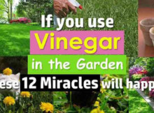 Did you know that vinegar can be used in your garden Here is how to use it!