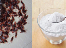 Get rid of cockroaches with this simple and natural remedy