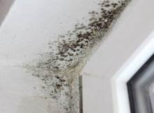 Get rid of mold forever, by using this amazing trick just spray the next mixture and you’ll see