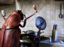 This Homemade Remedy Will Help You Get Rid Of Cockroaches Forever