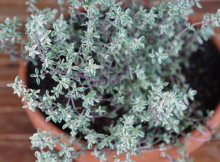 Use thyme to fight serious health issues