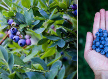 How to Grow Unlimited Amounts of Blueberries THE RIGHT WAY in Your Backyard