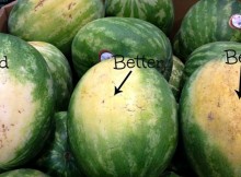 How to Pick the Perfect Watermelon 5 Key Tips from an Experienced Farmer