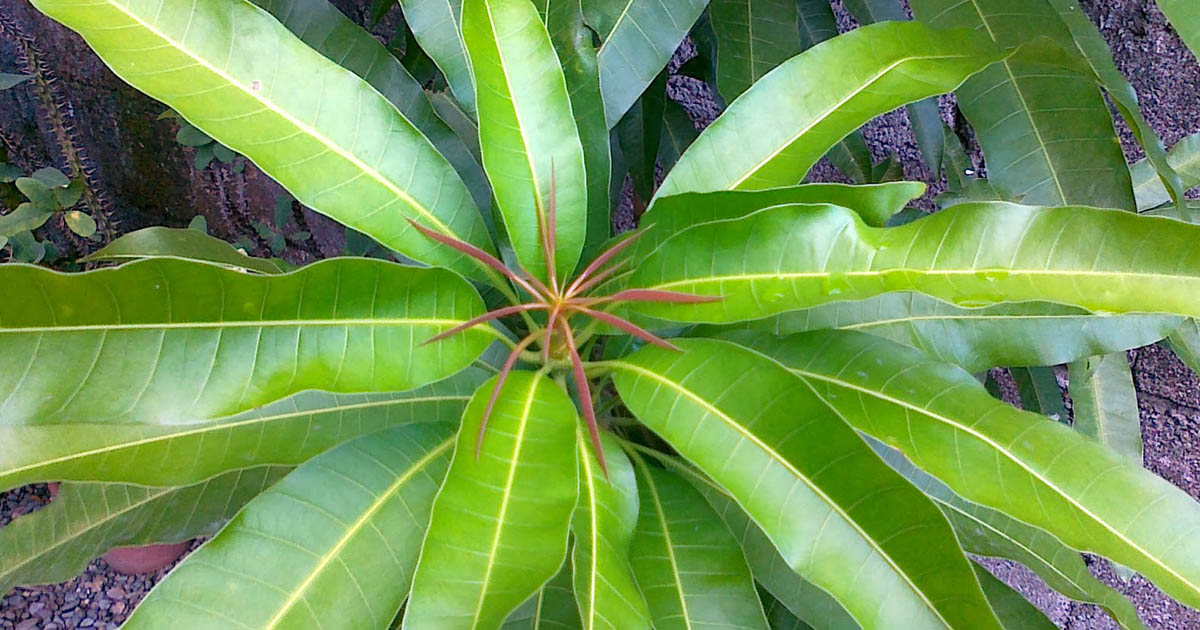 mango-leaves-contain-medicinal-properties-and-you-can-use-it-on-7