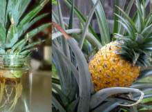 Now you can grow this exotic fruit at home